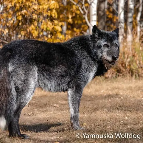 Chó Lai Sói Wolf Hybrid: Tổng Quan Khoa Học Và Thực Tế Nuôi Dưỡng