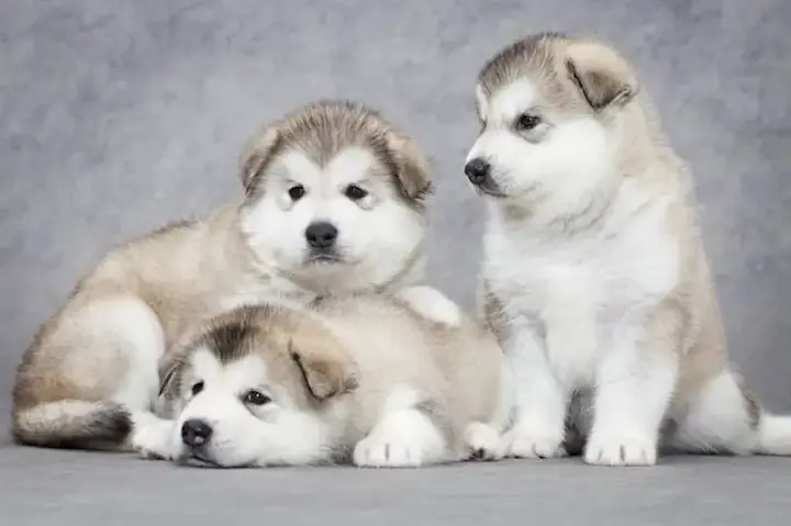 Chó Lạp Xưởng 2 Tháng Tuổi: Hướng Dẫn Chăm Sóc Toàn Diện Cho Người Mới Nuôi