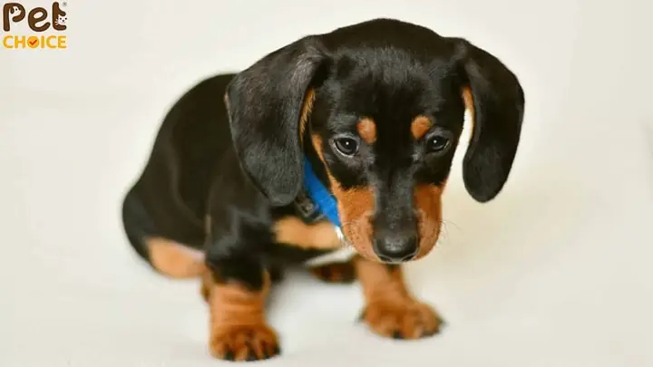 Giá Chó Lạp Xưởng Con Trên Thị Trường Hiện Nay Giá Chó Lạp Xưởng Con Trên Thị Trường Hiện Nay