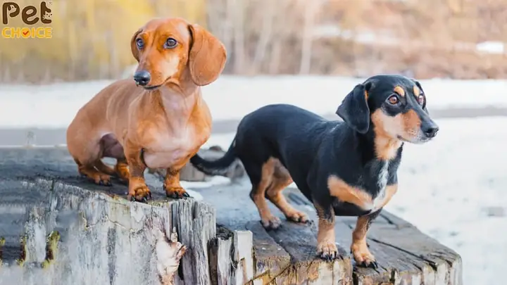 Đặc Điểm Ngoại Hình "không Thể Lẫn Vào Đâu" Của Chó Lạp Xưởng