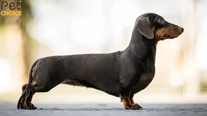 Nguồn Gốc Và Lịch Sử Hình Thành Giống Chó Lạp Xưởng