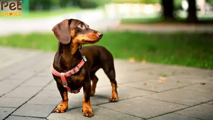 Các Bộ Phận Của Chó Lạp Xưởng