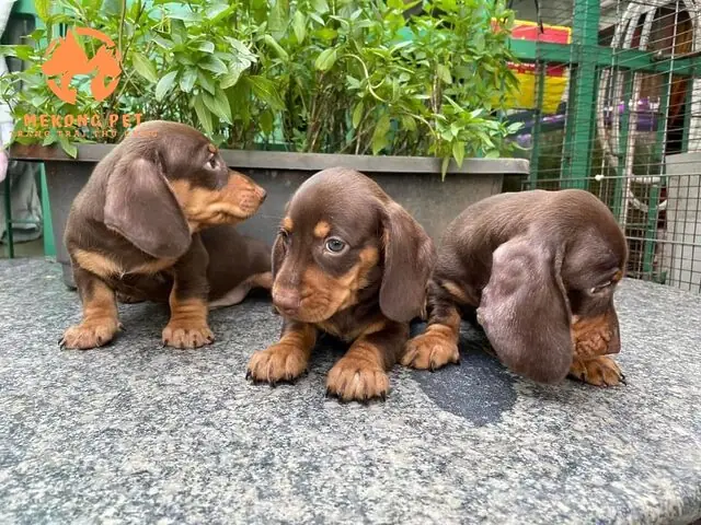 Chó Lạp Xưởng Cần Thơ: Hướng Dẫn Mua Bán Chi Tiết Nhất