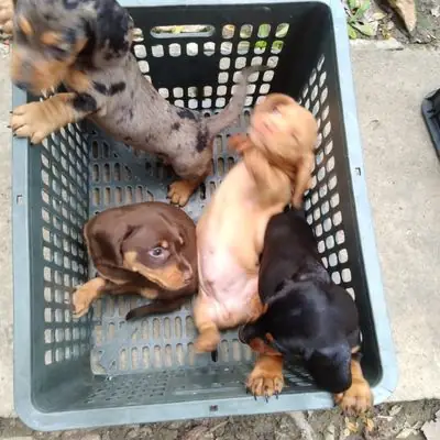 Tính Cách Thông Minh, Trung Thành Và Đầy Năng Lượng