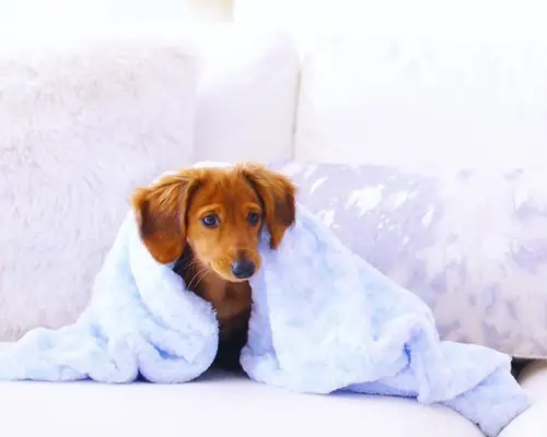 Large (63) Large (63)