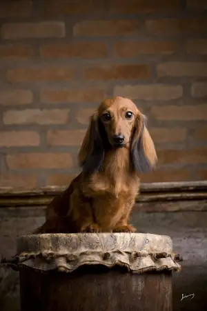 Large (64) Large (64)