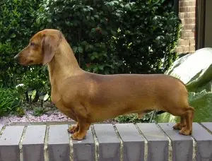 Anjing-dachshund Anjing-dachshund