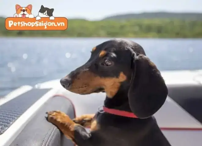 Chó Lạp Xưởng Có Mùi Hôi Vì Đôi Tai Dài