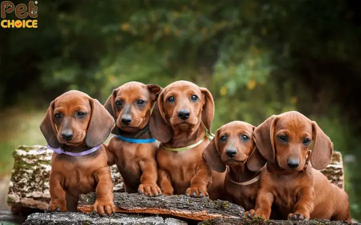 Đen-vàng, Đen-sẫm Pha Nâu Sáng (black & Tan, Black & Cream):