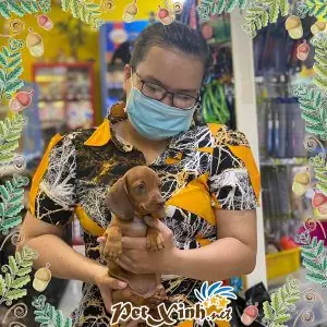 Chó Bệnh, Chó Lai Không Rõ Nguồn Gốc