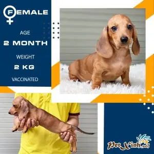 Chăm Sóc Lông Và Da Đặc Trưng Của Chó Lạp Xưởng