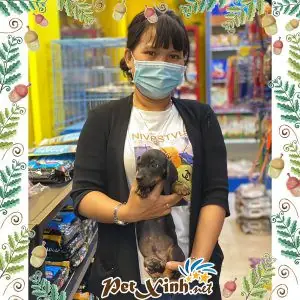 Khoảng Giá Cho Chó Lạp Xưởng Nhập Khẩu