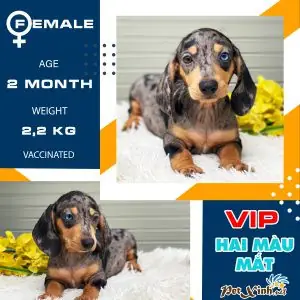 Cửa Hàng Thú Cưng Lớn Và Có Thương Hiệu