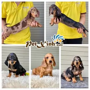 Bảng So Sánh Các Kênh Mua Chó Lạp Xưởng Tại Hcm