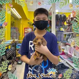 Làm Thế Nào Để Phòng Tránh Bệnh Cột Sống Cho Chó Lạp Xưởng?