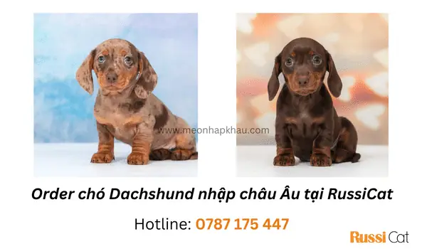 Chó Dachshund Hợp Với Ai?