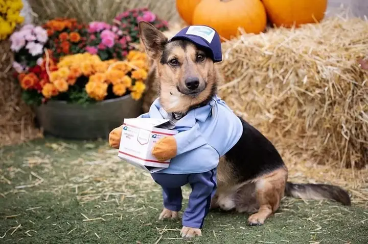 Chó Corgi Lai Becgie Đức