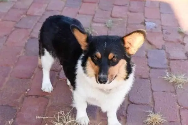 Chó Corgi Lai Lạp Xưởng: Đặc Điểm, Chăm Sóc & Huấn Luyện Chi Tiết - Image 2 Chó Corgi Lai Lạp Xưởng: Đặc Điểm, Chăm Sóc & Huấn Luyện Chi Tiết - Image 2