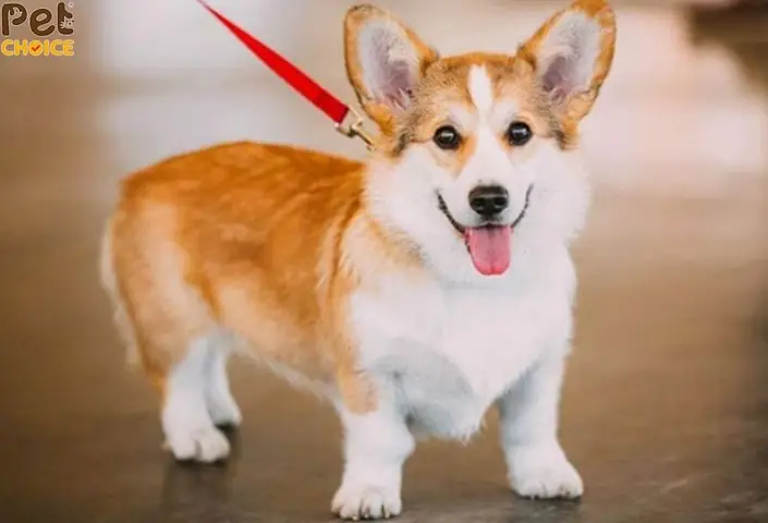 Chó Lạp Xưởng Lai Corgi Chó Lạp Xưởng Lai Corgi