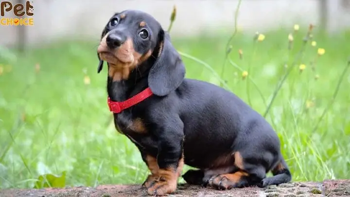 Chó Pug Lai Lạp Xưởng: Đặc Điểm, Chăm Sóc Và Kinh Nghiệm Chọn Mua Toàn Diện