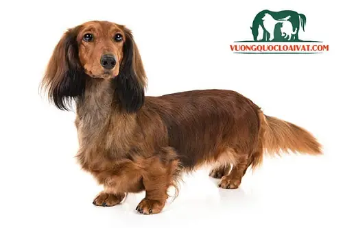 Chó Lạp Xưởng Lông Dài