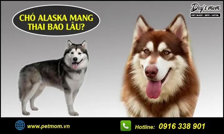 Chó Lạp Xưởng Mang Thai Bao Lâu? Hướng Dẫn Chăm Sóc Toàn Diện