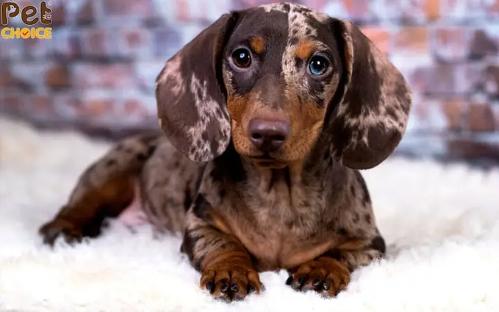 Màu Loang, Đốm, Bò Sữa (dapple, Merle, Piebald):