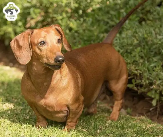 Hoạt Bát, Năng Động Và Tinh Nghịch