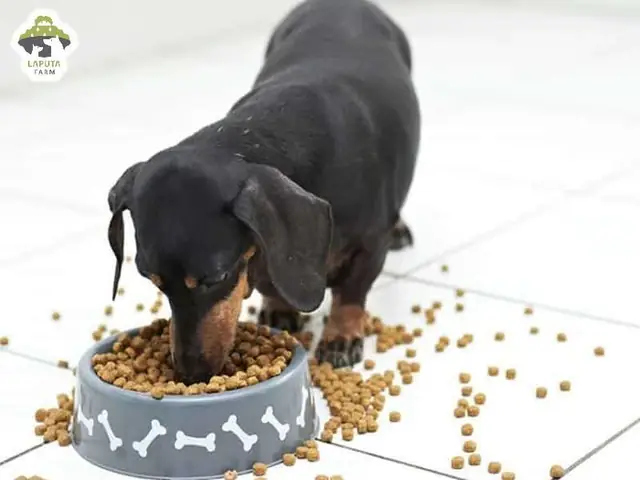 Chó Lạp Xưởng Ăn Gì?