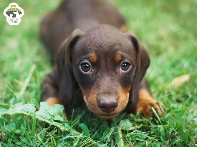 Các Bệnh Thường Gặp Ở Chó Dachshund