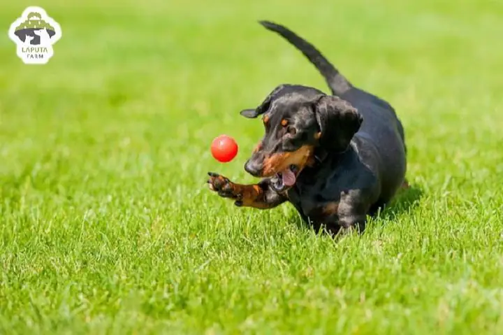 Chế Độ Vận Động