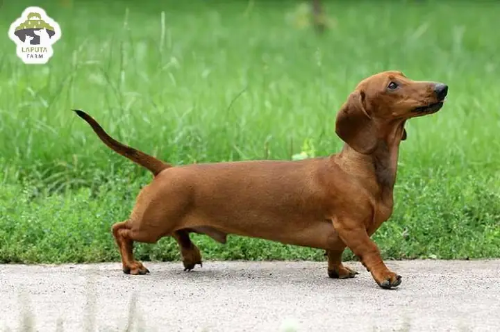 Môi Trường Sống Của Chó Dachshund