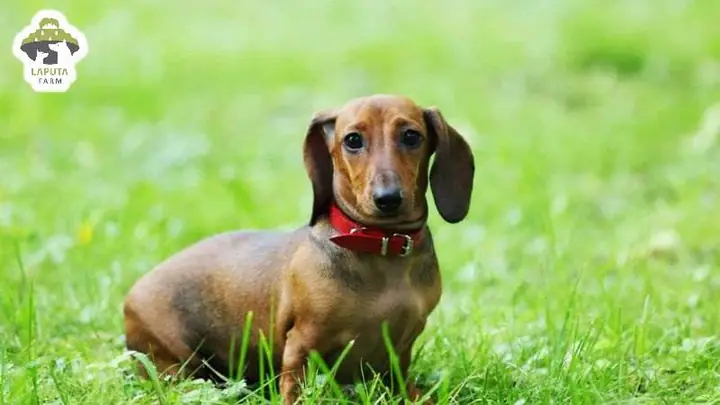 Chó Lạp Xưởng Giá Bao Nhiêu?