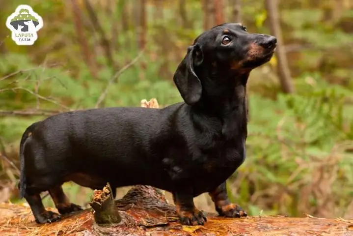 Đôi Khi Bướng Bỉnh Và Hơi Khó Dạy Bảo