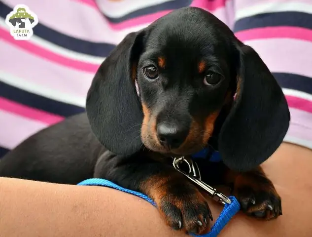 Vệ Sinh Cho Chó Dachshund