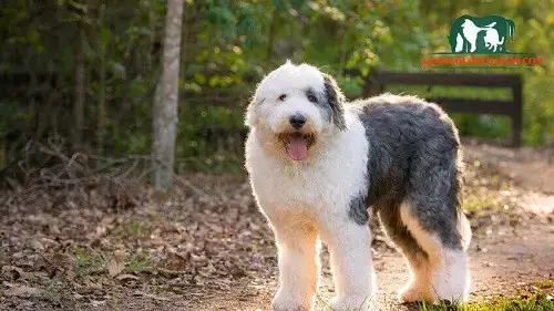 Tổng Chi Phí Nuôi Chó Lông Cừu Ngoài Giá Mua Ban Đầu