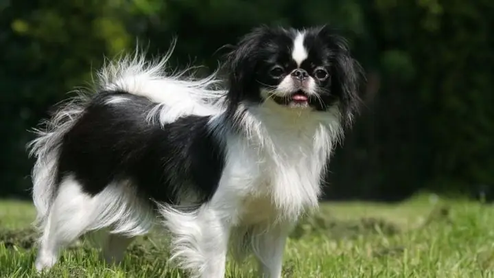 Chó Lông Dài Màu Đen: Khám Phá Các Giống Phổ Biến Và Hướng Dẫn Chăm Sóc