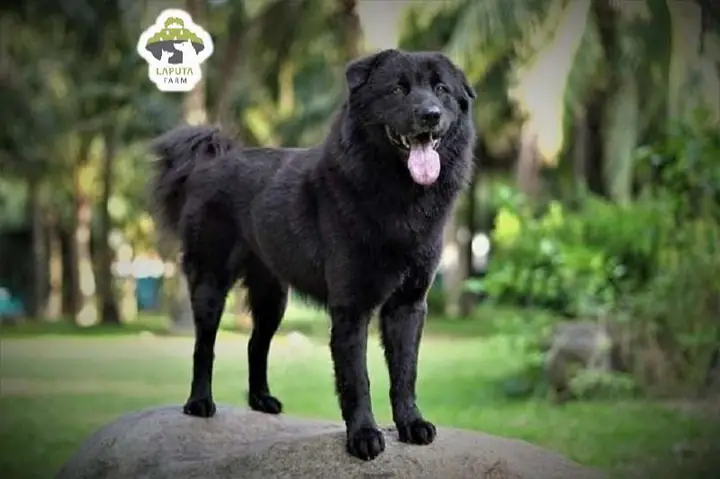 Chó Lông Dài Màu Đen: Khám Phá Các Giống Phổ Biến Và Hướng Dẫn Chăm Sóc