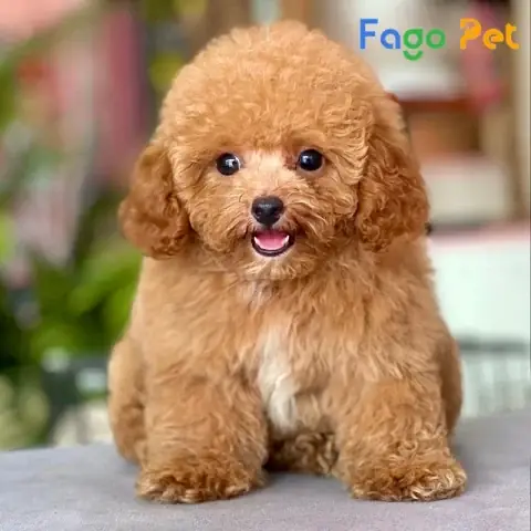 Tính Cách Đa Dạng Và Thân Thiện Với Gia Đình Tính Cách Đa Dạng Và Thân Thiện Với Gia Đình