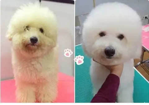 Nguyên Nhân Gây Lông Chó Trắng Bị Ố Vàng: