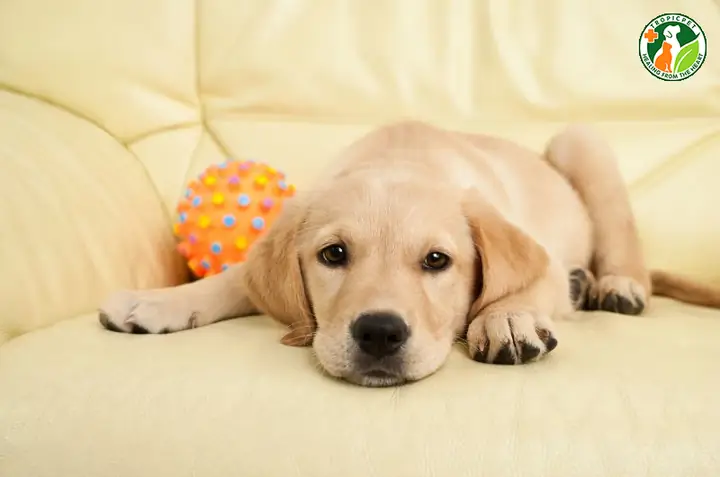 Tìm Hiểu Chi Tiết Về Chó Lông Vàng Tai Cụp: Đặc Điểm, Chăm Sóc Và Các Giống Phổ Biến