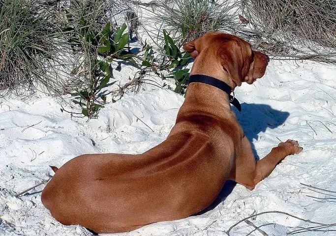 Nguồn Gốc Và Lịch Sử Của Chó Lông Xoáy Nam Phi