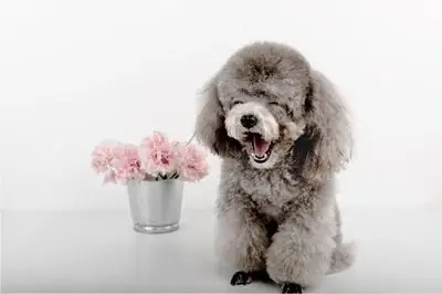 Giống Chó Lông Xù Là Gì?