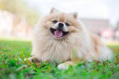 Chó Lông Xù Pomeranian