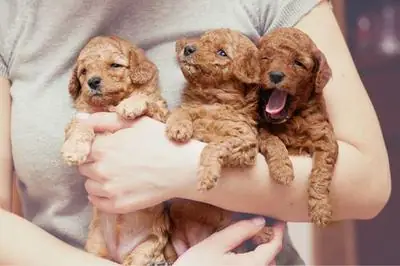 Chế Độ Dinh Dưỡng