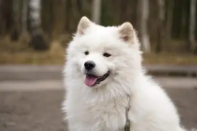 Giống Chó Xù Samoyed