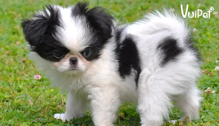 Chó Nhật Lai Giá Bao Nhiêu? Mua Chó Nhật Lai Ở Đâu?