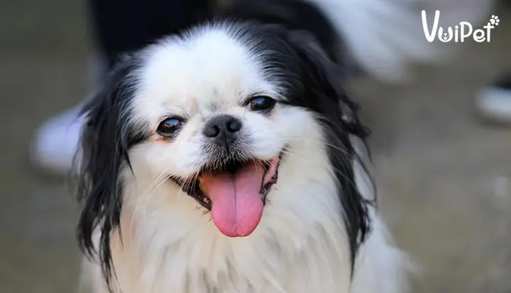 Đặc Điểm Của Chó Nhật Lông Xù Thuần Chủng