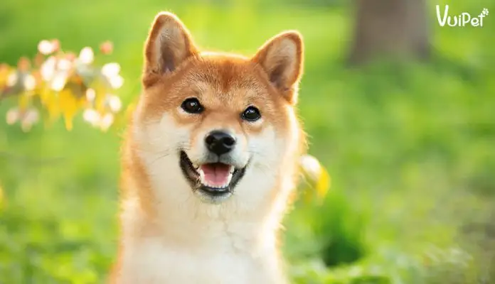 Gia-cho-shiba-bao-nhieu