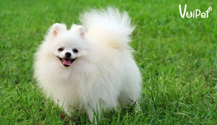 Điểm Danh Top Các Giống Chó Lông Xù Đẹp Được Nuôi Nhiều Nhất